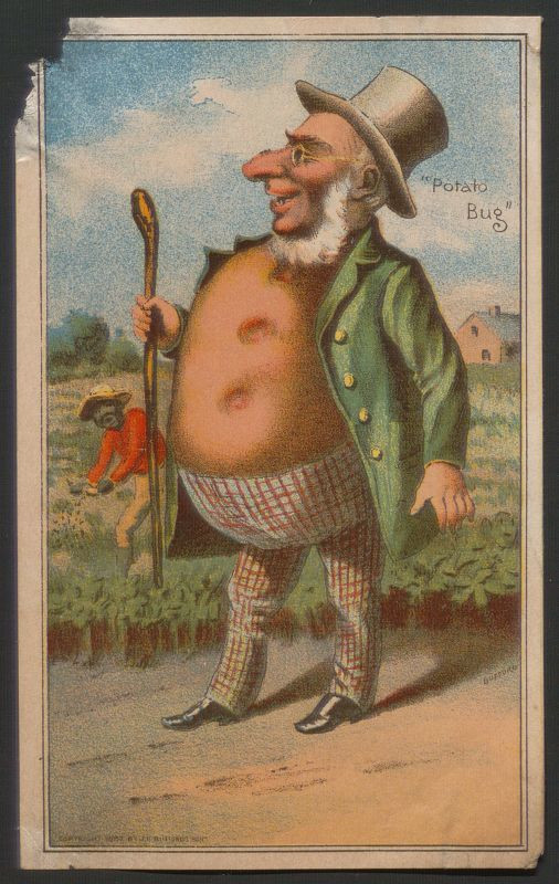 "Potato bug"