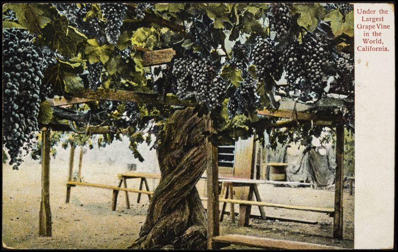 Under the largest grape vine in the world, California